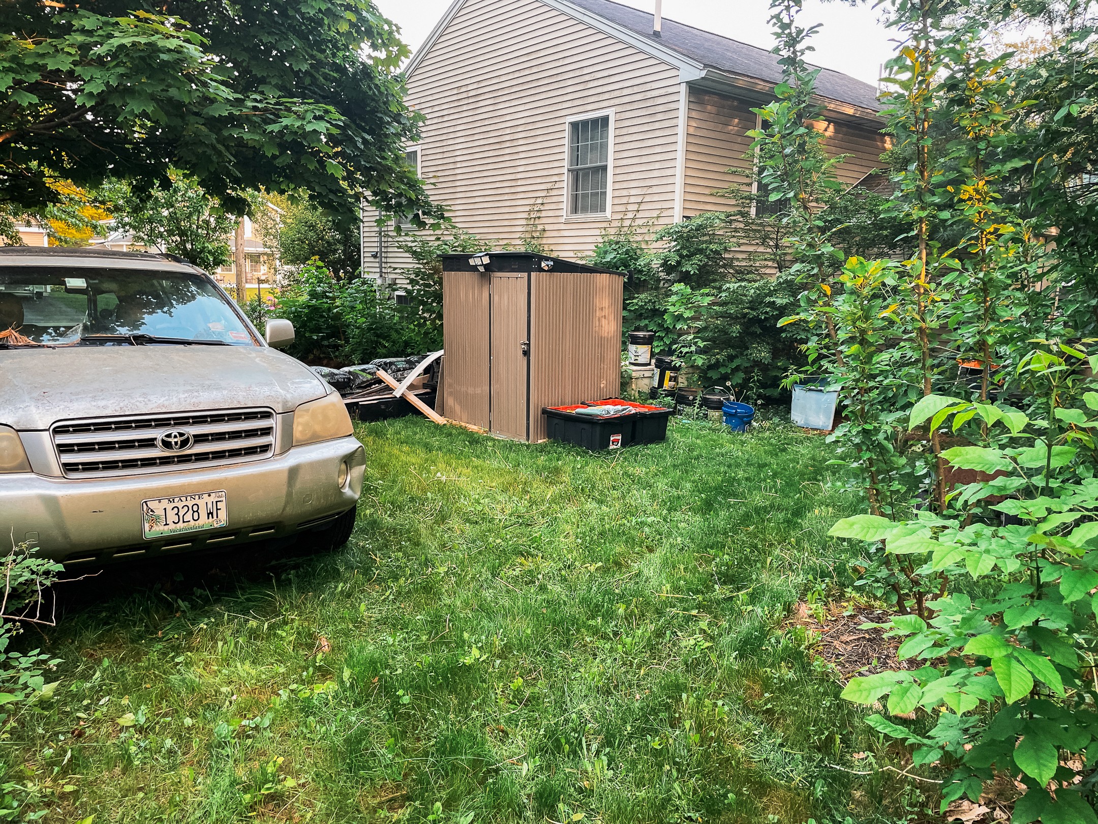 Overgrown yard before professional lawn care service